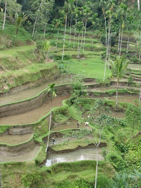 2007 07 17 BALI 0028.jpg